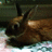 A brown cartoon animal with dark ears and a light patch on its side lies on patterned fabric, head turned left to right across frames.