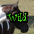 A pixelated image shows a dark-furred animal with light-colored ears and white markings on its face, overlaid by green text reading "Wild" against a textured background.