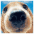 iconhell_scr3wxm3_The Dog