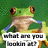 Pixelated green frog with large orange eyes and brown underbelly, positioned against green background, with overlaid text reading 'what are you lookin at?'