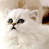 A 49x49 pixel animated contact sheet showing two frames of a white cat's face with subtle expression changes across sampled frames.