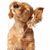 A brown dog with floppy ears stands upright, one paw raised near its head; the right side shows green text blocks overlaid on the dog's face.