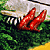 Static pixel art shows two red fish swimming left to right over green foliage with a light background.