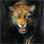 Animals icons for AIM, MSN, MySpace and Yahoo