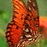 A 2x2 contact sheet of a memorial-themed animated icon featuring an orange butterfly, text elements, and dates on a white background with gray transparency sections.