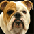 Pixelated close-up of a bulldog's face with light brown and white fur, dark eyes, and a black nose against a solid black background.