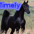 Four horse images arranged in a with partial text overlays: blue 'Timely', yellow 'All', green 'Tens', and gray background