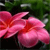 A static image of a pink flower with red accents against a dark green background, rendered in pixelated style.