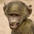 Animals icons for AIM, MSN, MySpace and Yahoo