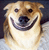 Pixelated static image of a dog's face with exaggerated smile, brown and white fur, dark eyes, black nose, and visible pixelation artifacts on a dark background.