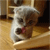 Animals icons for AIM, MSN, MySpace and Yahoo