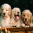 Three light-colored dogs with open mouths and tongues visible sit side-by-side on a wooden surface against a dark background.