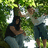 Pixelated image of two people under a tree with green text reading "We're Ment 2 B" and "Our Love Started In A Tree" on black backgrounds.