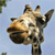 Pixelated close-up of a giraffe's head and neck against a light blue background with partial green foliage visible.