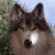 A dog's face with closed eyes and a bright reflection on its nose, set against green foliage and blue sky.