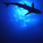 Animated contact sheet showing five frames of a shark silhouette swimming over blue water with "OPEN WATER" text, each frame displaying slight variations in the shark's position and the text's brightness.