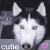 Animated sequence of a husky dog's face with changing heart symbols and text below the image.