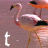 Animated sequence of flamingos with changing lowercase letters in the foreground, set against a pinkish background.