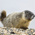 A pixelated animal with brown and gray fur stands on a textured surface against a light gray background.