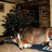 A pixelated image split into two sections: a dark, blurry interior scene on the left and green text on black background reading "whats under your tree this Christmas?" on the right.