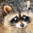 Animated sequence of a raccoon's face showing subtle eye and mouth movements