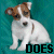 A small dog with brown and white fur sits on a teal background, its head turning slightly left to right across frames.