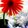 A vibrant red flower with radiating petals and a dark brown center sits in a dark pot against a blurred green and white background.
