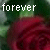 A 2x2 contact sheet of a red rose with green leaves and white text reading 'forever' in the top-left corner, displayed across three sampled frames showing slight variations in color saturation and brightness.