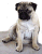 Pixelated static image of a dog with light brown and black fur sitting upright on a gray surface against white background.