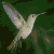 Pixelated static image of a hummingbird in flight against dark green foliage background with brown and white coloration.
