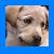 Pixelated close-up of a dog's face with light brown and white fur against a solid blue background, framed by a thin dark border.