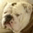 Pixelated close-up of a light-colored dog's face with dark eyes and nose, mouth slightly open showing pink tongue.