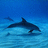 Animated sequence of a dolphin swimming underwater with a blue background and light blue water surface.