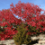 A pixelated static image shows a tree with dense red foliage against a light blue sky, with green and brown branches visible beneath the red leaves.