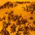 A pixelated image with a warm orange-yellow background and scattered dark brown pixel clusters resembling abstract shapes or foliage.