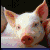 Pixelated close-up of a pig's face with large ears, dark eyes, and a pink snout against a black background.