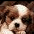 Pixelated close-up of a dog's face with brown and white fur, dark eyes, and a black nose against a blurred background.