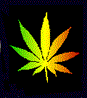 Animated sequence showing a cannabis leaf transforming into swirling flame-like shapes within circular frames against dark and yellow backgrounds.