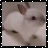 Animated contact sheet of a white rabbit with brown ears in five sequential frames, some displaying the word "Adorable" at the bottom.