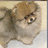 Pixelated image of a small dog with light brown and white fur, next to pink text reading 'What a CUTIE' on a dark blue background.