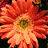 A contact sheet of five animated frames showing orange and pink gerbera daisies with yellow centers against a black background, some frames containing repeated text overlays.