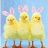 Three yellow chicks with pink bunny ears stand side-by-side against a light blue background, each chick has orange beak and brown eyes.