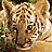 Two tigers with striped fur face forward in a pixelated image, below which text reads "TWO BROTHERS" on black background.