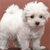 Pixelated image of a white dog with dark eyes and nose standing against a brown background.