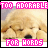 A 48x48 pixel animated buddy icon featuring a golden retriever puppy with closed eyes, displayed in two side-by-side frames showing color variations of the text overlay.