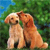 Two golden retriever dogs sitting side-by-side in a grassy outdoor setting with green foliage and blue sky background, rendered as a pixelated 50x50 icon.