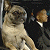 A 50x50 pixel animated buddy icon featuring a dog and a person in formal attire on the left, with green text reading "Original Icons .com" on a dark green background to the right.