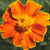A pixelated orange flower with six rounded petals and a dark brown center against a green background.