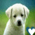 nine identical puppy images with a single heart symbol changing position across the frames