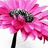 A pink flower with a black center and stem, displayed in four showing slight variations